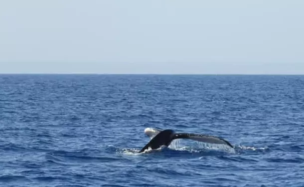 Évasion Tropicale en Catamaran à Marie-Galante