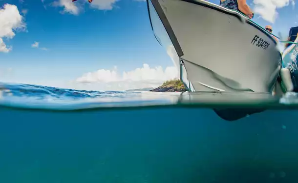 Observation of marine mammals and discovery of the coastline 