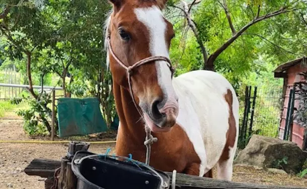 Horseback riding along the coastline of Macabou Cove