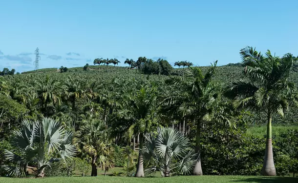 The Gardens of the Clement Residence 