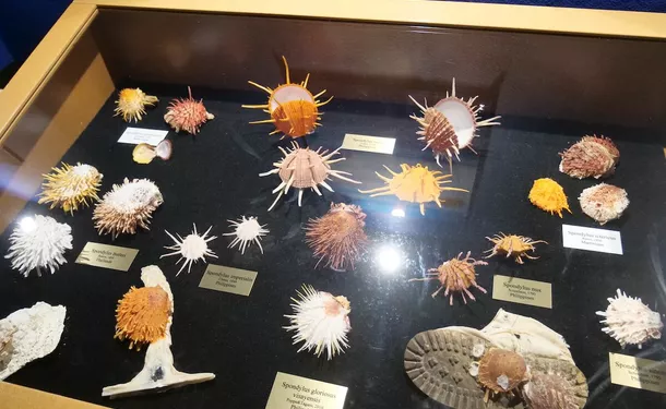 Sea Museum of Martinique