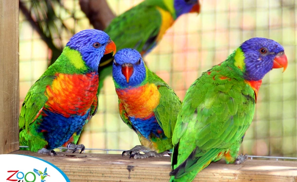 The zoo of Martinique
