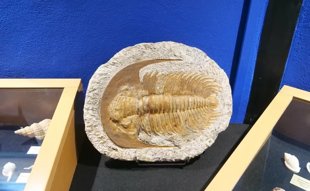 Le Musée de la Mer