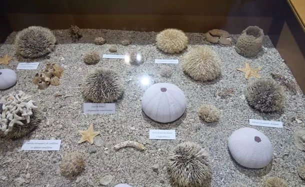 Le Musée de la Mer