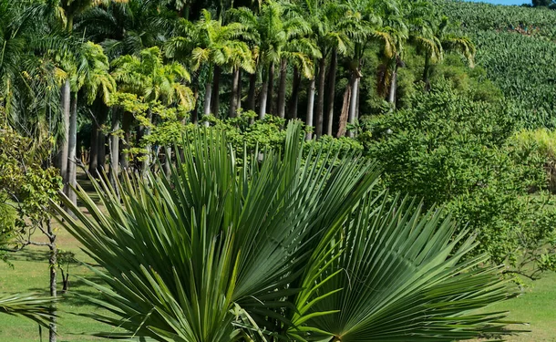 The Gardens of the Clement Residence 