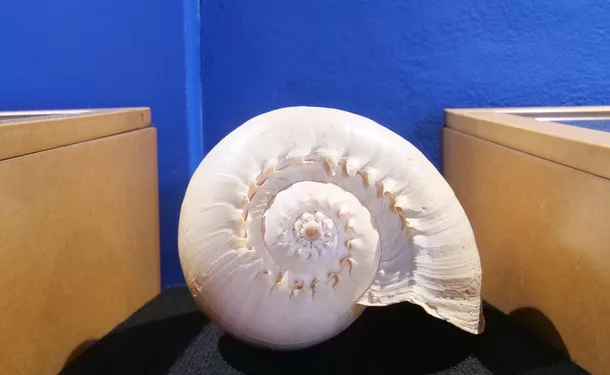 Le Musée de la Mer