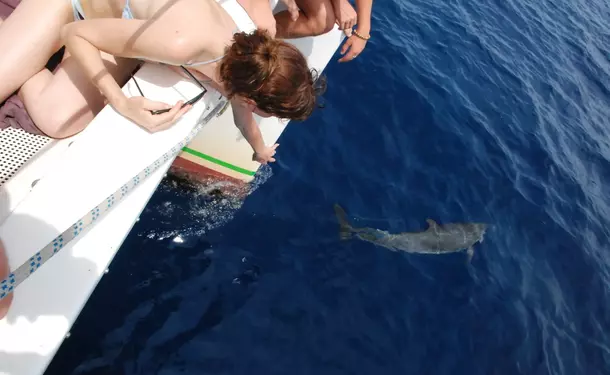 Catamaran day in the north of the island with dolphins