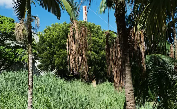 The Gardens of the Clement Residence 