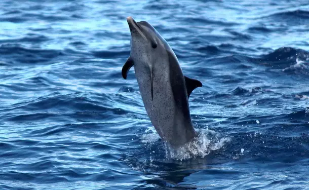 Journée catamaran au nord de l'île avec les dauphins