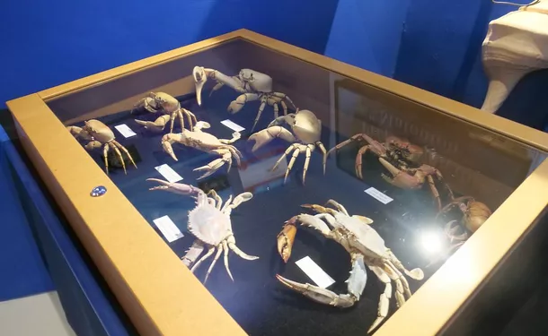 Sea Museum of Martinique