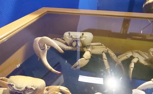 Sea Museum of Martinique