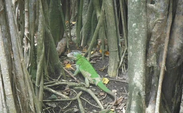 Balade en kayak à l'îlet Chancel et la mangrove
