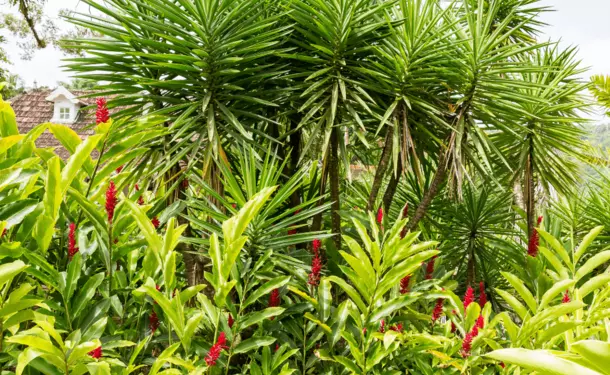 The botanical garden of Carbet