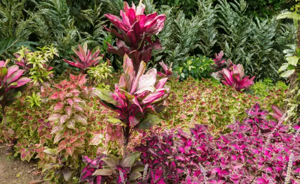 The botanical garden of Carbet