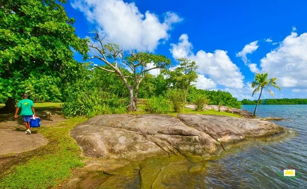 Immersion in the mangrove of Génipa